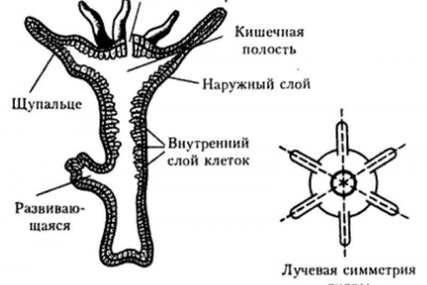 Кракен сайт 16